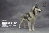 1/6 Siberian Husky Model