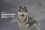 1/6 Siberian Husky Model