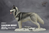 1/6 Siberian Husky Model