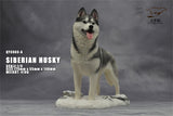 1/6 Siberian Husky Model