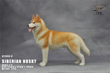 1/6 Siberian Husky Model