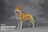 1/6 Siberian Husky Model