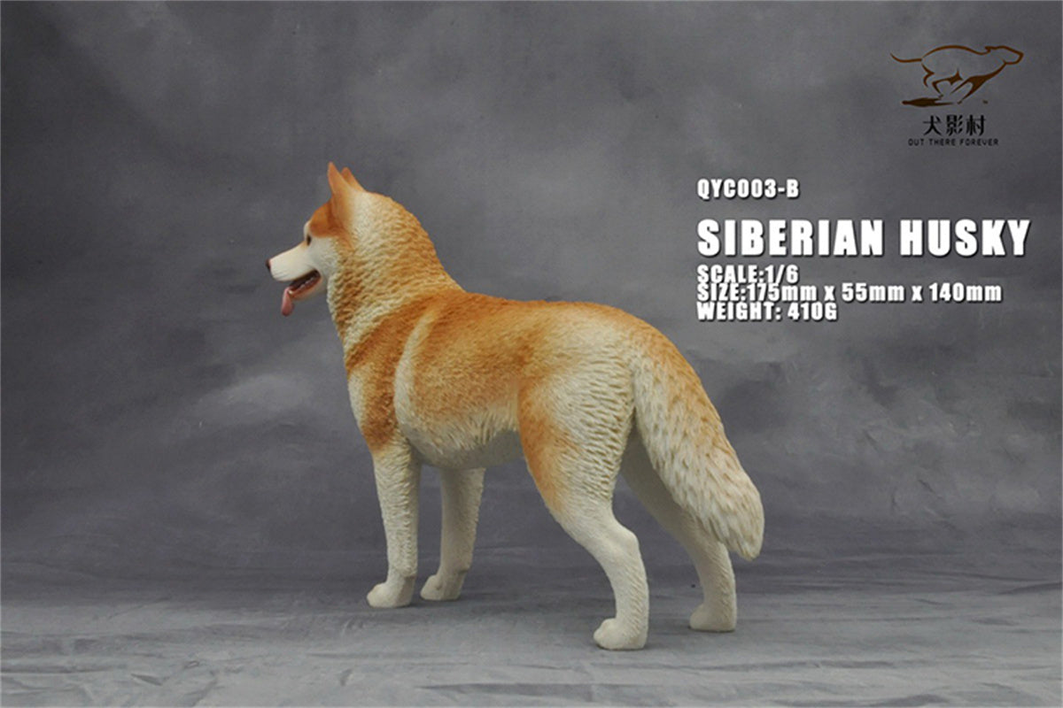 1/6 Siberian Husky Model