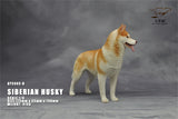 1/6 Siberian Husky Model