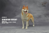 1/6 Siberian Husky Model