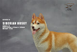 1/6 Siberian Husky Model