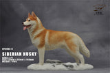 1/6 Siberian Husky Model