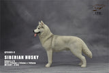 1/6 Siberian Husky Model