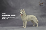 1/6 Siberian Husky Model