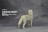 1/6 Siberian Husky Model