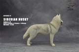 1/6 Siberian Husky Model