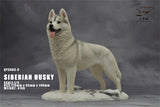 1/6 Siberian Husky Model