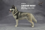 1/6 Siberian Husky Model