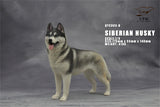 1/6 Siberian Husky Model