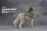 1/6 Siberian Husky Model