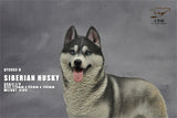 1/6 Siberian Husky Model