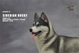 1/6 Siberian Husky Model