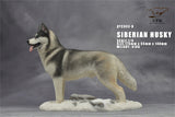 1/6 Siberian Husky Model