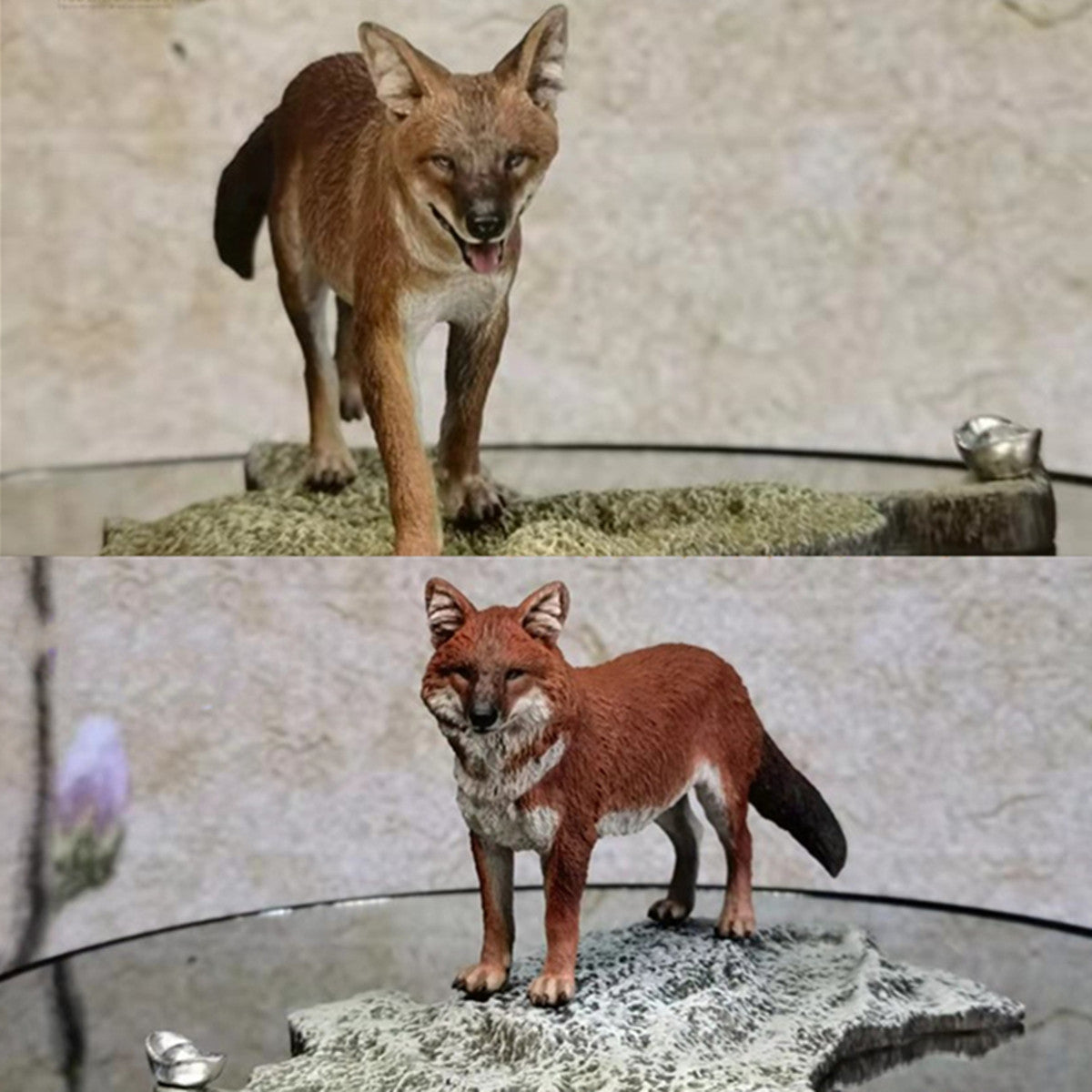 Chinese Dhole and Indian Dhole Model