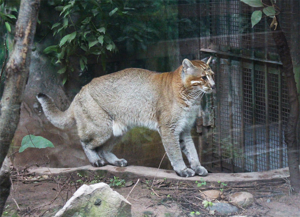 Asiatic Golden Cat Model