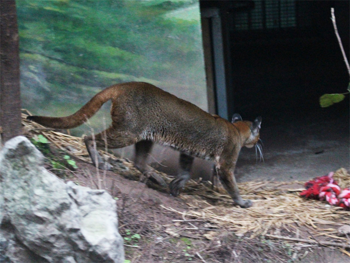 Asiatic Golden Cat Model