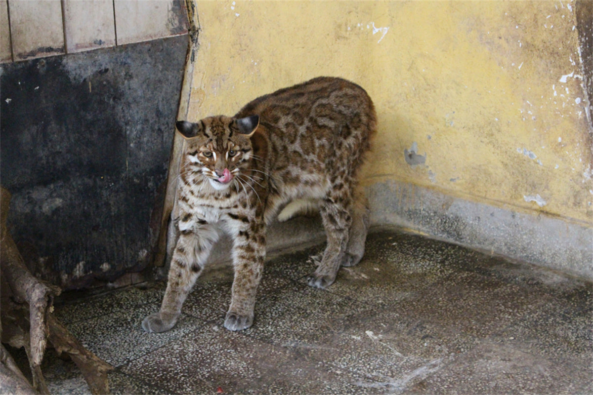 Asiatic Golden Cat Model