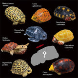 Blind Box Turtle Model