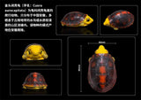 Blind Box Turtle Model