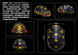 Blind Box Turtle Model