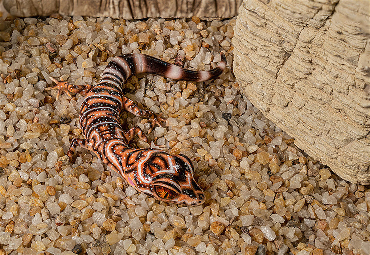 Amphibian Reptile Blind Box Model