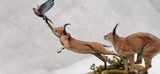 Caracal Cat Prey Partridge Scene Model