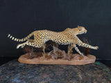 Running Cheetah Scene Model