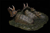 Sensen 1:20 Scale Avaceratops Scene Statue