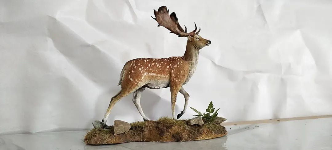 Dama dama Scene Model