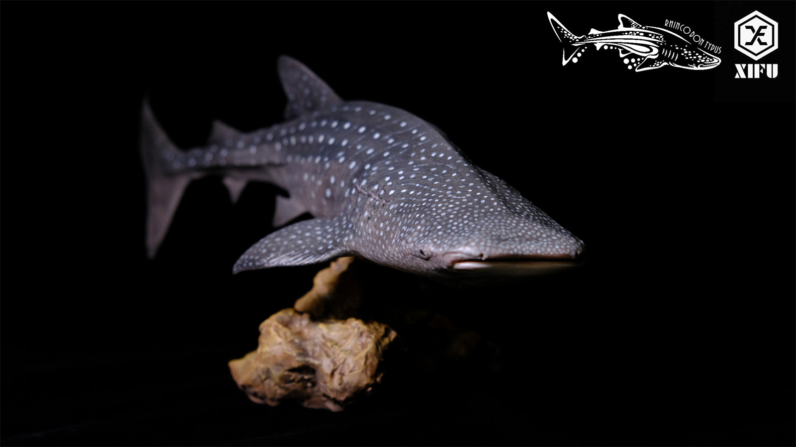 Xifu Studio 1/35 Rhincodon typus Model
