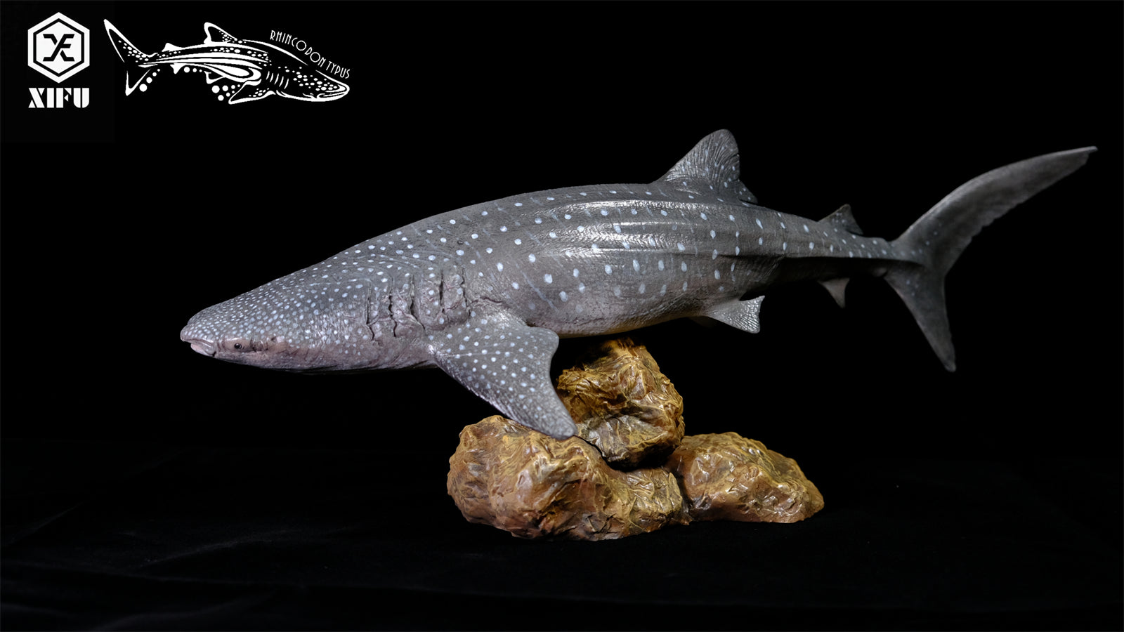 Xifu Studio 1/35 Rhincodon typus Model