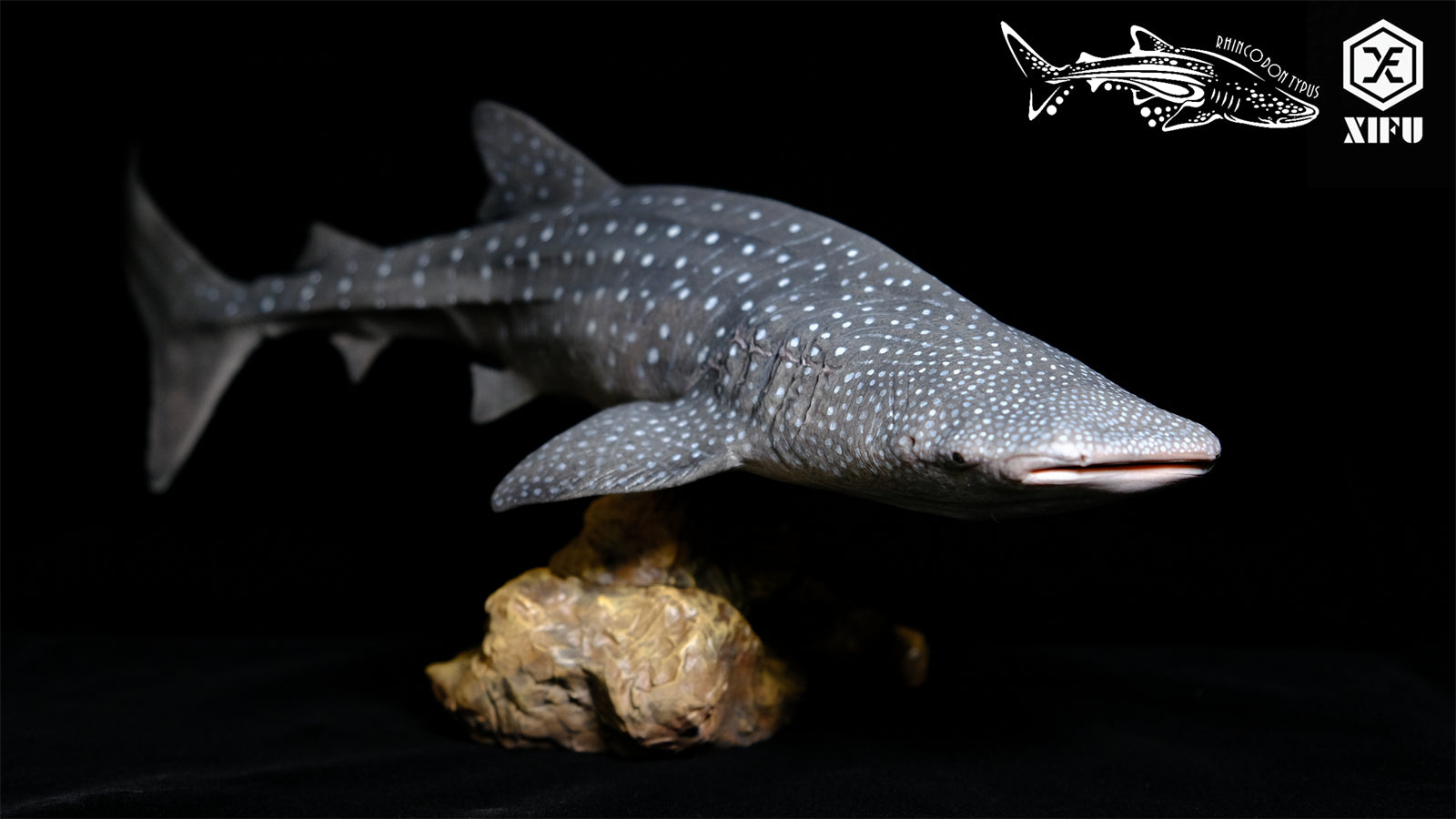 Xifu Studio 1/35 Rhincodon typus Model