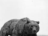 1:10 Scale Ursus arctos Brown Bear Model