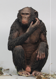 Dafei Pan troglodytes Dwarf Chimpanzee Unpainted Statue