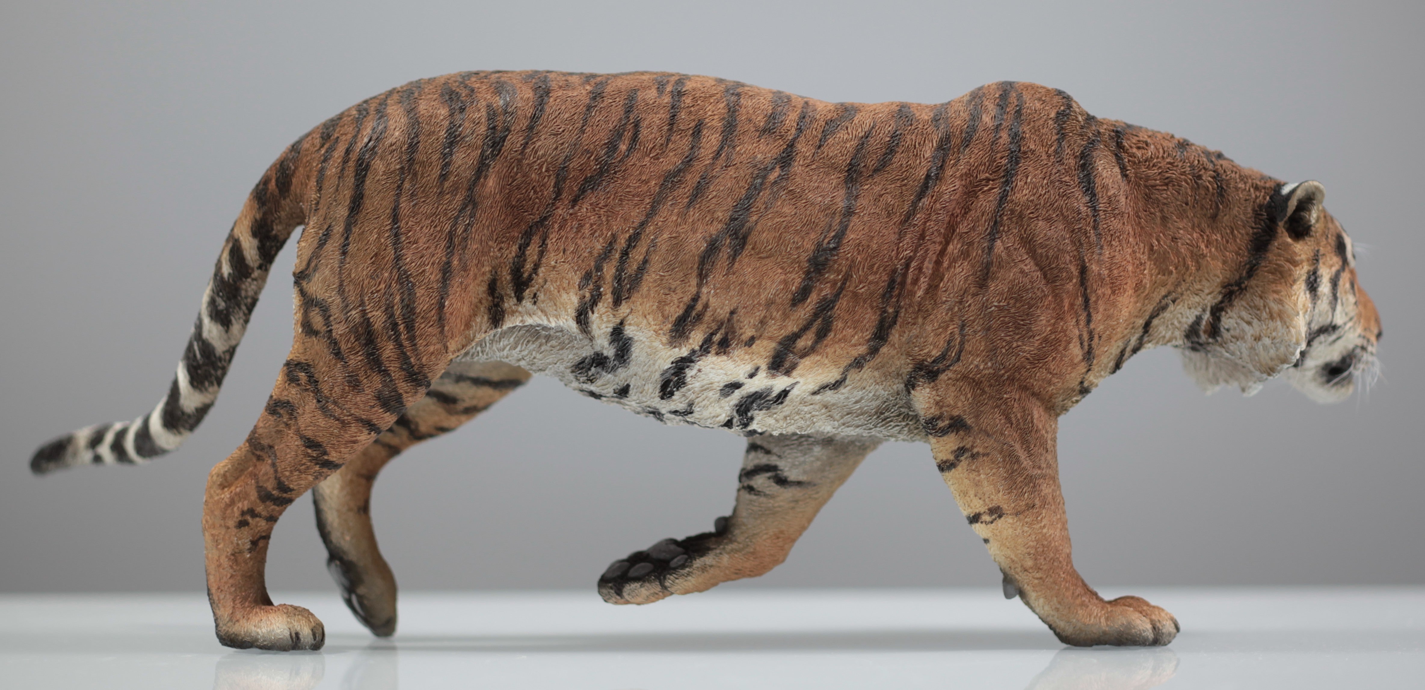 1:6 Sumatran Tiger Model