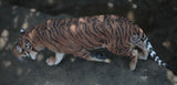 1:6 Sumatran Tiger Model