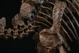 1/10 Stegosaurus Skeleton Model