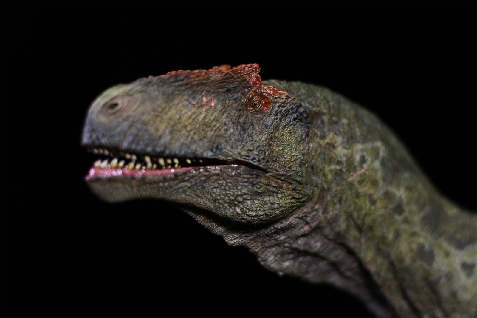 1/18 Allosaurus jimmadseni Statue