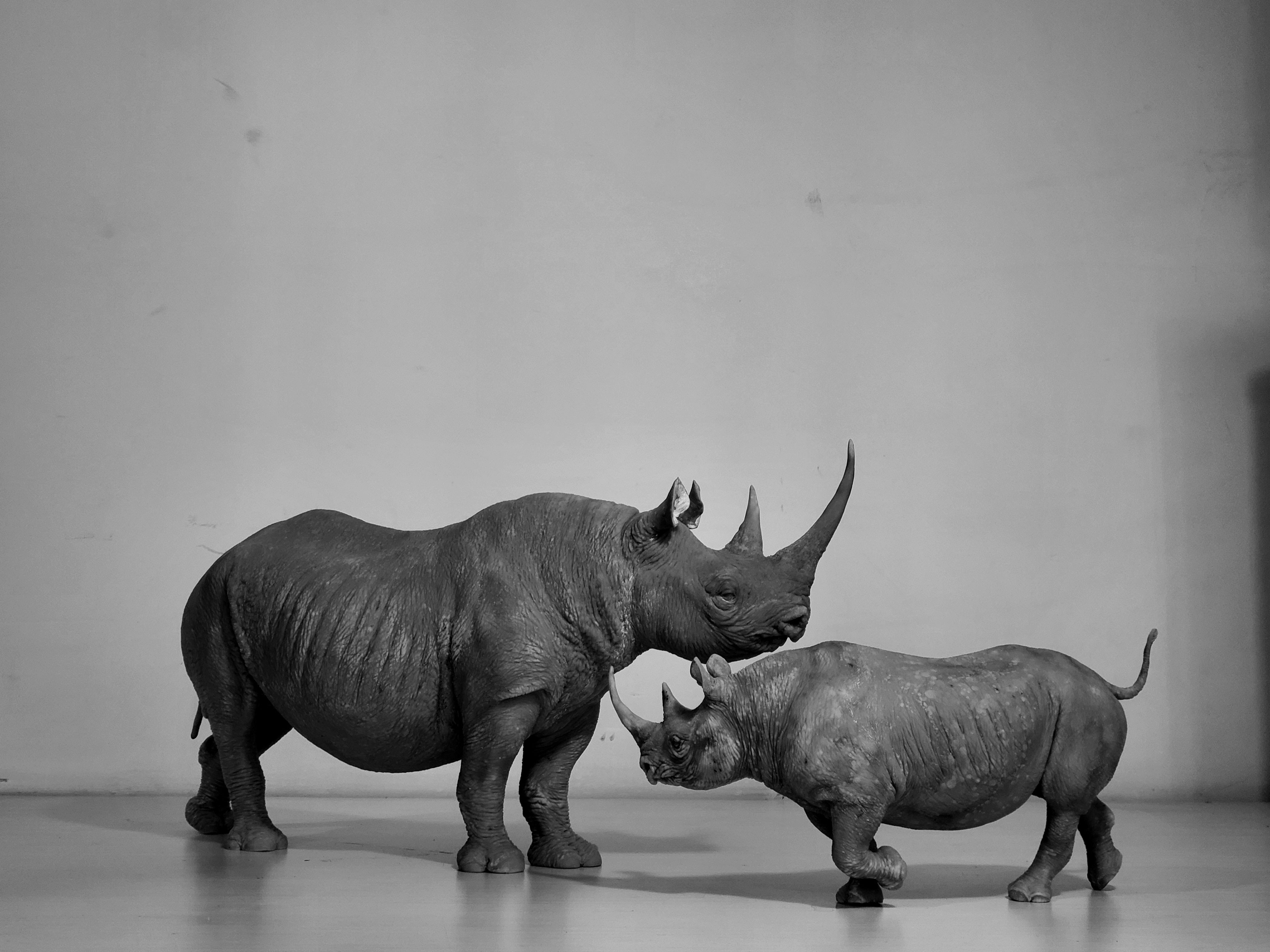 tunan Black Rhino Model