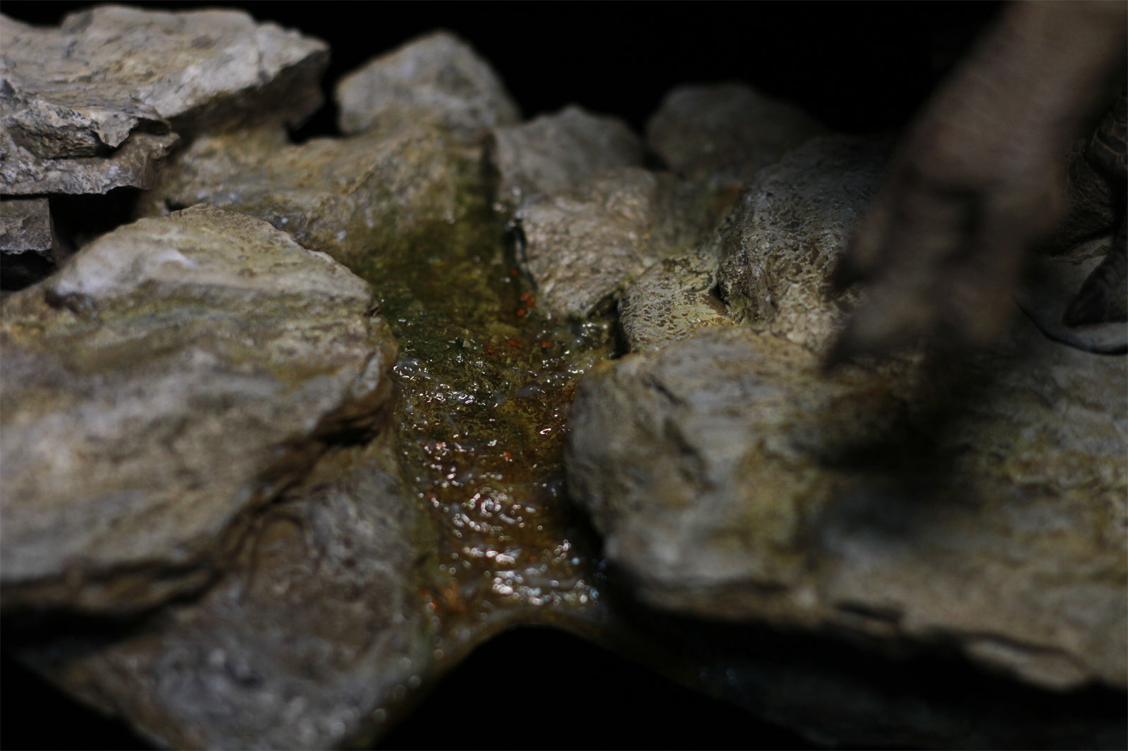 Sensen 1:15 Scale Carnotaurus Scene Statue