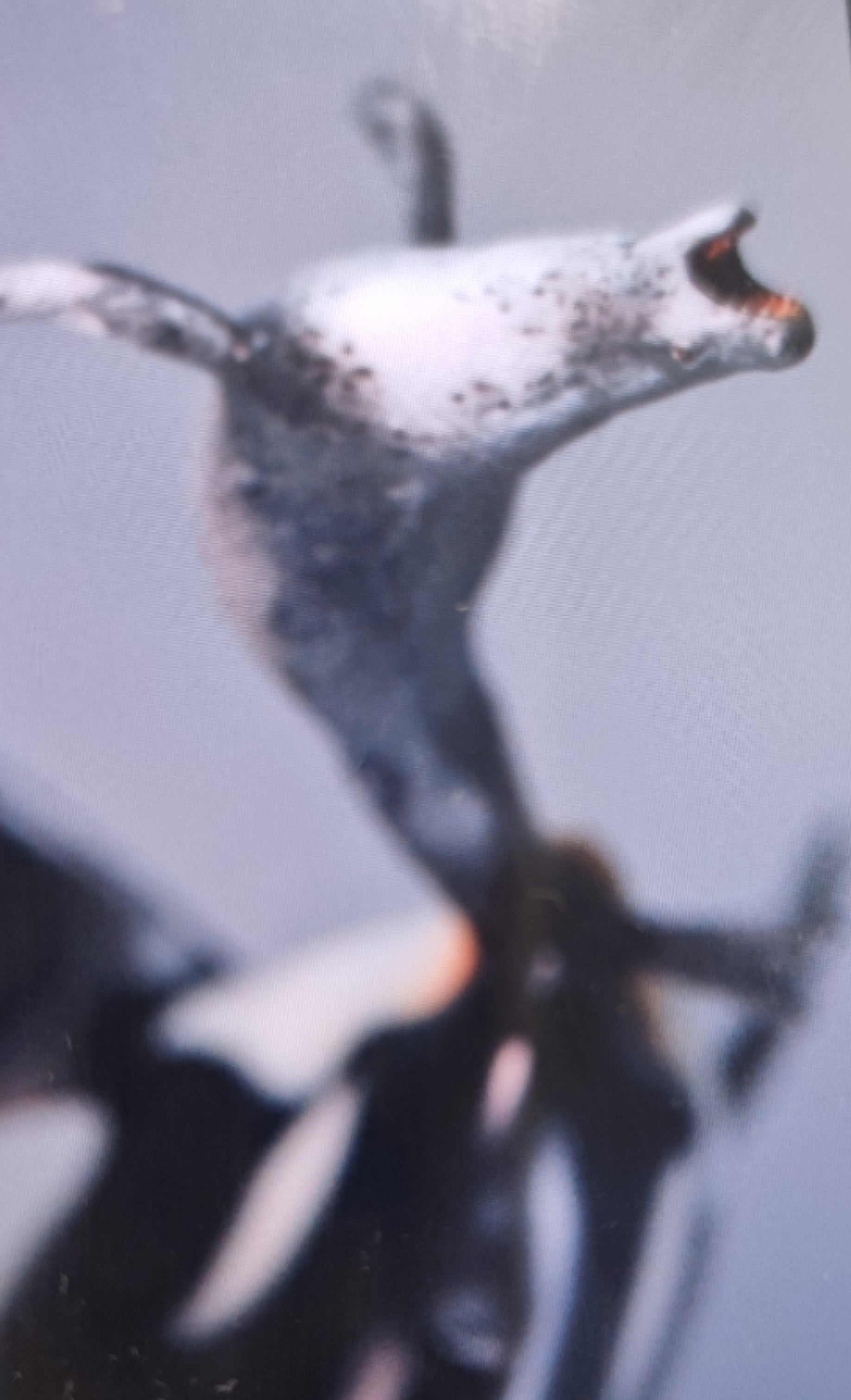 Memory Museum 1/15 Killer Whale Statue