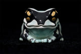 Frog Planet Series 2 Blind Box Model