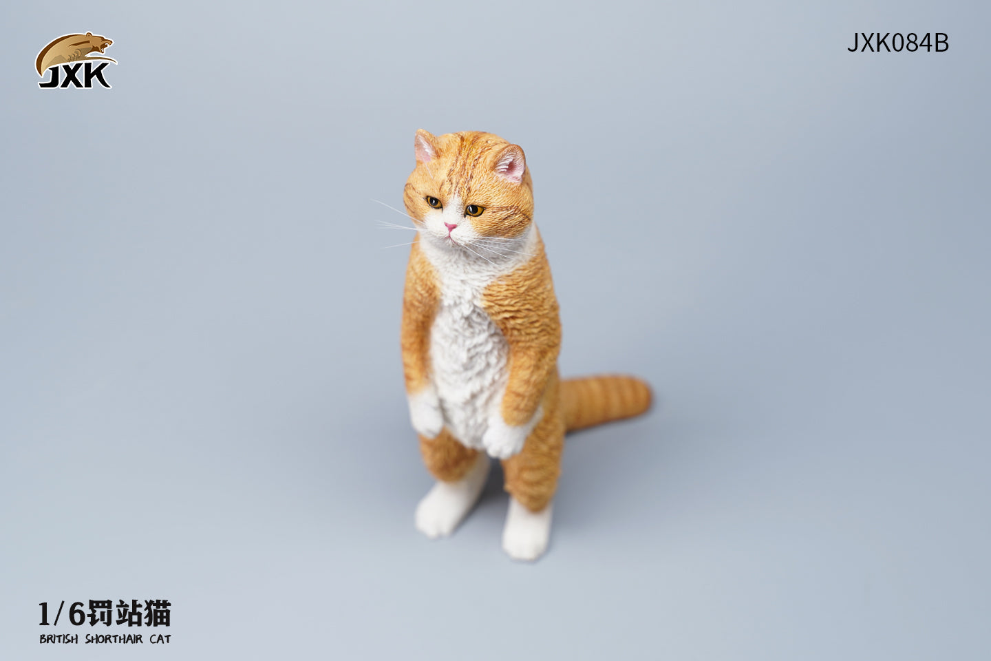 JXK 1/6 British Shorthair Cat