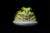 Frog Planet Series 2 Blind Box Model