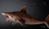 PNSO Helicoprion Haylee Model